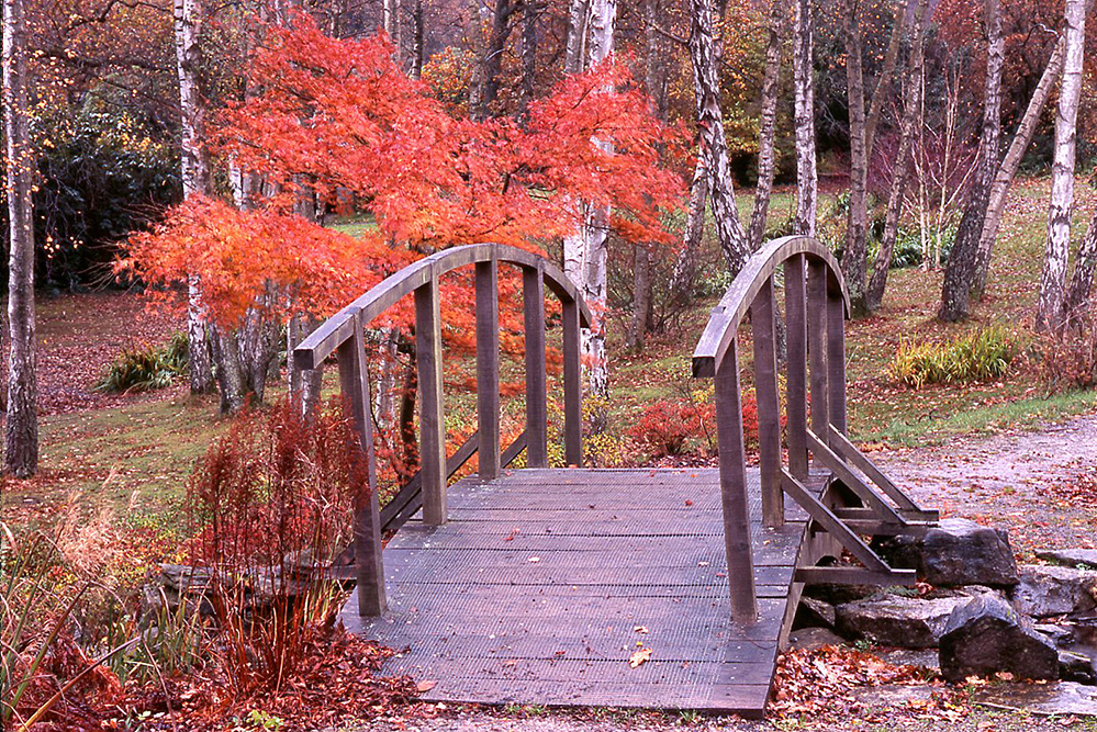 Furzey Gardens New Forest Bridge and Autumn Acer